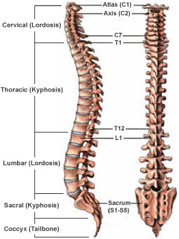 Regions of the Spine
