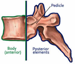 Pedicle, Body (anterior), Posterior elements
