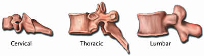 Spinal Vertebrae: Cervical, Thoracic, Lumbar