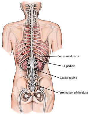 The Spinal Cord and Nerve Roots